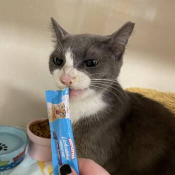 Olive -  Domestic Short Hair Cat for Adoption in Dickinson, Texas - Olive | PetCurious