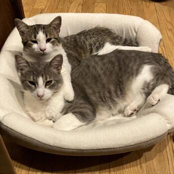 Loki -  Domestic Short Hair Cat Available for Adoption in Rochester, Minnesota - Loki | PetCurious