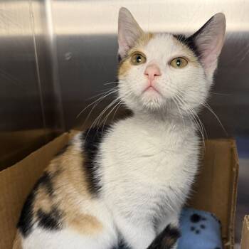 Xhaka -  Domestic Short Hair Cat for Adoption in Los Angeles, California - Xhaka | PetCurious