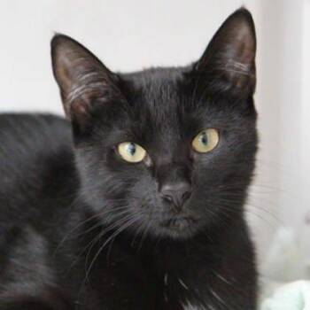 Irene -  Domestic Short Hair Cat for Adoption in Atlanta, Georgia - Irene | PetCurious