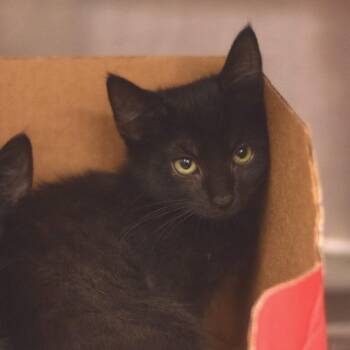 Madison -  Domestic Short Hair Cat for Adoption in Belleville, Illinois - Madison | PetCurious