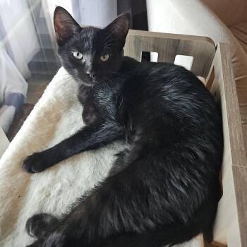 Lucy -  Domestic Short Hair Cat for Adoption in Watertown, Wisconsin - Lucy | PetCurious