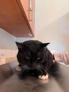 Pearl (Baby Girl) -  Domestic Short Hair Cat for Adoption in Peru, New York - Pearl (Baby Girl) | PetCurious