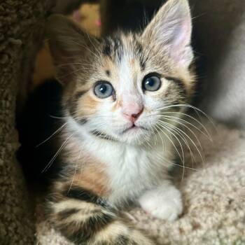 Snarky -  Domestic Short Hair Cat for Adoption in Plover, Wisconsin - Snarky | PetCurious