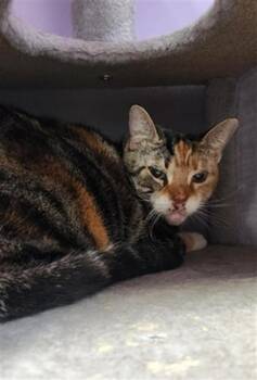Domestic Short Hair Cats Available for Adoption in Fort Walton Beach, Florida - AISLING | PetCurious