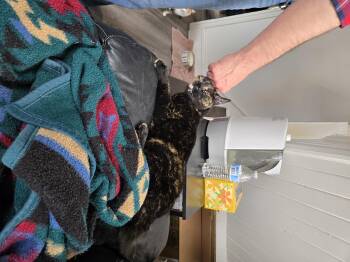 Shadow -  Domestic Short Hair Cat for Adoption in Philadelphia, Pennsylvania - Shadow | PetCurious