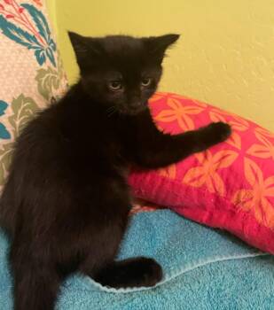 Domestic Medium Hair Cats Available for Adoption - Dawson Dakota | PetCurious