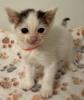 Domestic Medium Hair Cats Available for Adoption in Leonardtown, Maryland - Rachael 5 | PetCurious