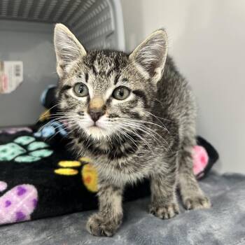 Drake -  Domestic Short Hair Cat for Adoption in Ojai, California - Drake | PetCurious