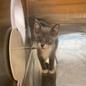 Sir Ian -  Domestic Short Hair Cat for Adoption in West Palm Beach, Florida - Sir Ian | PetCurious
