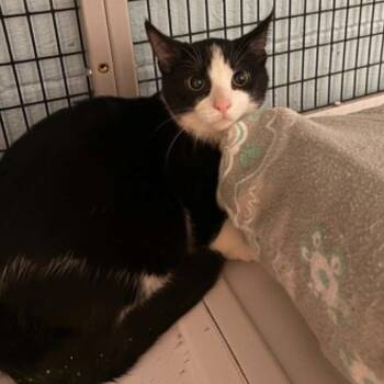 Orion (26-3560) -  Domestic Short Hair Cat for Adoption in Gordonsville, Tennessee - Orion (26-3560) | PetCurious