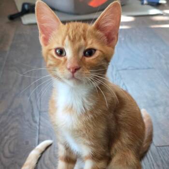 Dido -  Domestic Short Hair Cat for Adoption in Kansas City, Missouri - Dido | PetCurious