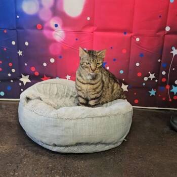 Domestic Short Hair Cats Available for Adoption in Wylie, Texas - A011242 | PetCurious