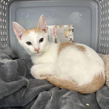 Virgil -  Domestic Short Hair Cat for Adoption in Ojai, California - Virgil | PetCurious