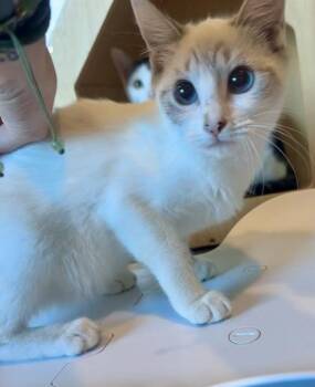 Anastasia -  Domestic Short Hair Cat for Adoption in Palm Coast, Florida - Anastasia | PetCurious