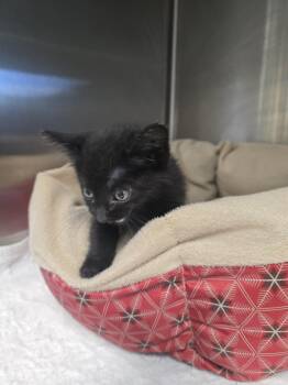 BACKPACK -  American Shorthair Cat for Adoption in Boonville, Missouri - BACKPACK | PetCurious