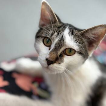 Rescue Domestic Short Hair Cats for Adoption in Chicago, Illinois - Fritter | PetCurious