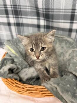 SCAR -  Domestic Short Hair Cat for Adoption in Algona, Iowa - SCAR | PetCurious