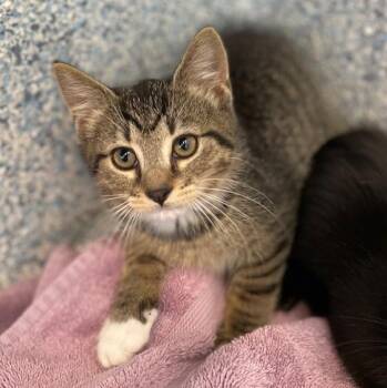 Proton -  Domestic Short Hair Cat for Adoption in Stafford, Virginia - Proton | PetCurious