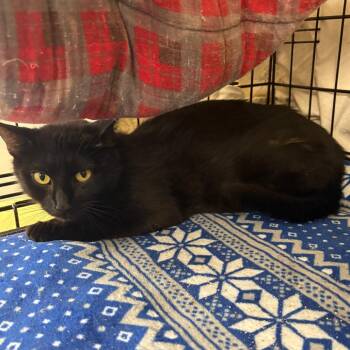 Shadow -  Domestic Short Hair Cat for Adoption in Monroe, Michigan - Shadow | PetCurious