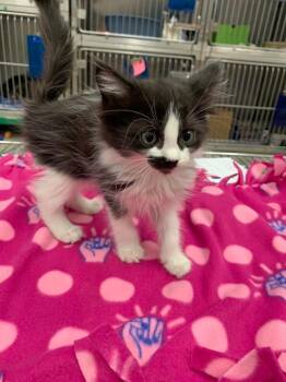 Domestic Medium Hair Cats Available for Adoption - Annie (Selphie), BALL | PetCurious