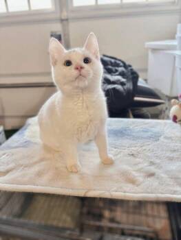 Domestic Short Hair Cats Available for Adoption in West Lawn, Pennsylvania - Clarence (FIV+) | PetCurious