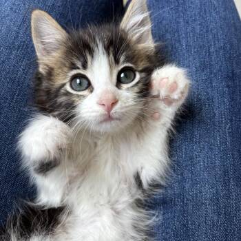 Domestic Short Hair Cats Available for Adoption in Redwood City, California - Sprite (red Collar) | PetCurious