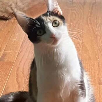 Willow -  Domestic Short Hair Cat for Adoption in Brownsboro, Alabama - Willow | PetCurious