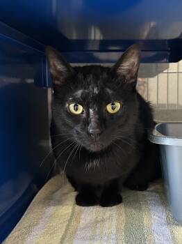 Mr. Peanut -  Domestic Short Hair Cat for Adoption in Bolton, Ontario - Mr. Peanut | PetCurious