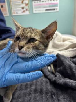 Mack -  Domestic Short Hair Cat for Adoption in Sherwood, Oregon - Mack | PetCurious