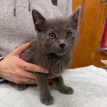 Domestic Short Hair Cats Available for Adoption in Detroit Lakes, Minnesota - Gust | PetCurious
