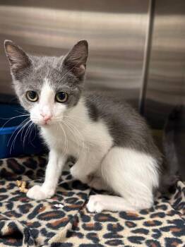 Munchies (Petco) -  Domestic Short Hair Cat for Adoption in Ocala, Florida - Munchies (Petco) | PetCurious