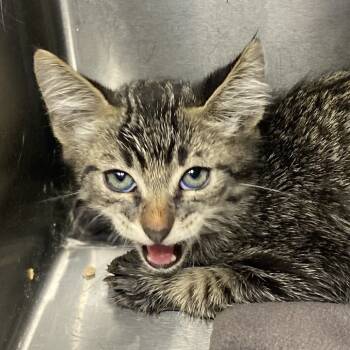 Rescue Domestic Long Hair Cats for Adoption in Palm Springs, California - Chirpy | PetCurious