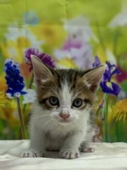 Jenson -  Domestic Short Hair Cat for Adoption in San Antonio, Texas - Jenson | PetCurious