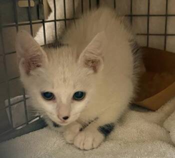 Gran Turismo -  Domestic Short Hair Cat for Adoption in Honolulu, Hawaii - Gran Turismo | PetCurious