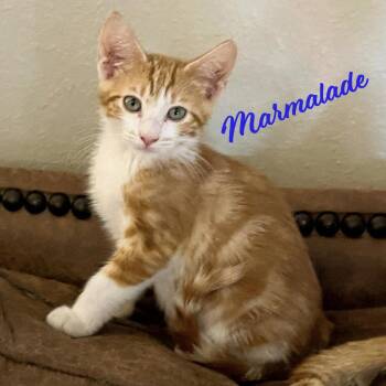 Marmalade #Heights-quintet -  Tabby and Domestic Short Hair Cat for Adoption in Houston, Texas - Marmalade #Heights-quintet | PetCurious