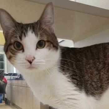 Domestic Short Hair Cats Available for Adoption in Webster, Texas - Holland | PetCurious
