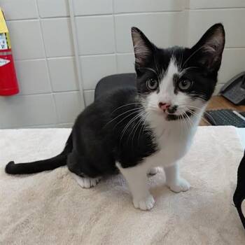 ROWAN -  Domestic Short Hair Cat for Adoption - ROWAN | PetCurious