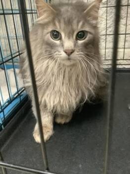 Rescue Domestic Long Hair and Domestic Short Hair Cats for Adoption in Fort Worth, Texas - K2 | PetCurious