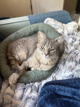 Domestic Short Hair Cats Available for Adoption in Alexandria, Virginia - Sophia (in FOSTER) | PetCurious