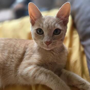 Dreamy -  Domestic Short Hair Cat for Adoption in Asheville, North Carolina - Dreamy | PetCurious