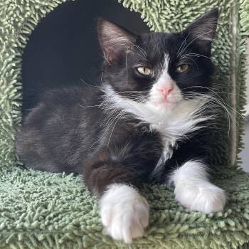 Rescue Domestic Medium Hair Cats for Adoption in Stamford, Connecticut - Elin & Skadi- Quiet Sweetness | PetCurious