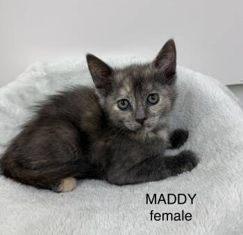 Maddy -  Domestic Medium Hair Cat for Adoption in Sonora, California - Maddy | PetCurious