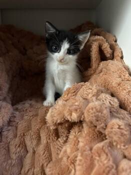 Flower -  Domestic Short Hair Cat for Adoption in Herndon, Virginia - Flower | PetCurious