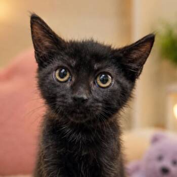 Benny -  Domestic Short Hair Cat for Adoption in Wickenburg, Arizona - Benny | PetCurious