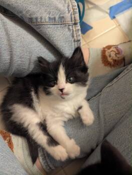 Domestic Medium Hair Cats Available for Adoption - Jelly Donut | PetCurious