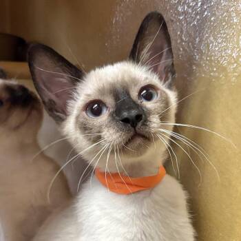 Apollo -  Siamese Cat for Adoption in Sonora, California - Apollo | PetCurious