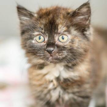 Truffles -  Domestic Medium Hair Cat for Adoption in Hilton Head Island, South Carolina - Truffles | PetCurious