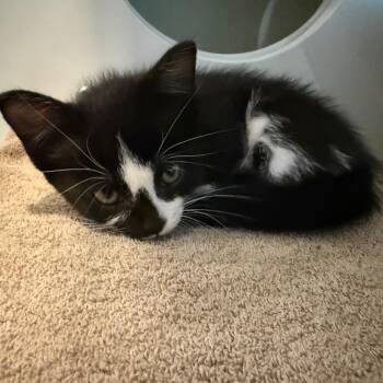 Jolene -  Domestic Short Hair Cat for Adoption in South Burlington, Vermont - Jolene | PetCurious