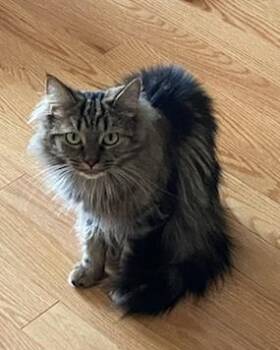 Katrina - working cat -  Domestic Medium Hair Cat for Adoption in Georgina, Ontario - Katrina - Working Cat | PetCurious